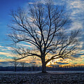 Lone Tree at Winter Sunrise