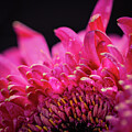 Magenta Awakening Water-Kissed Gerbera Macro